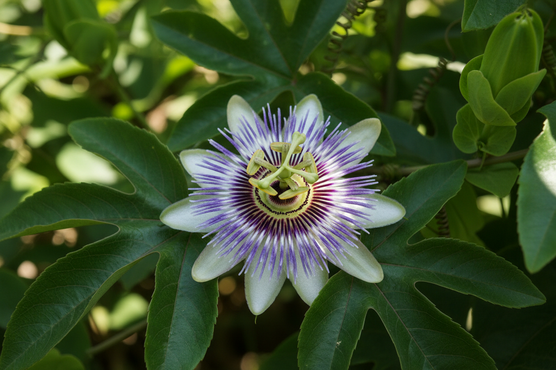 Passionflower: a Traditional Herb for Modern Minds